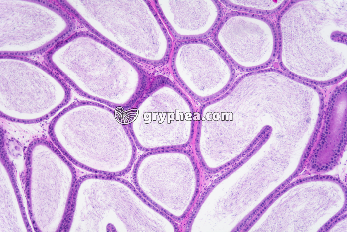 Epididyme Testicule de Cobaye x25 - gryphea.com